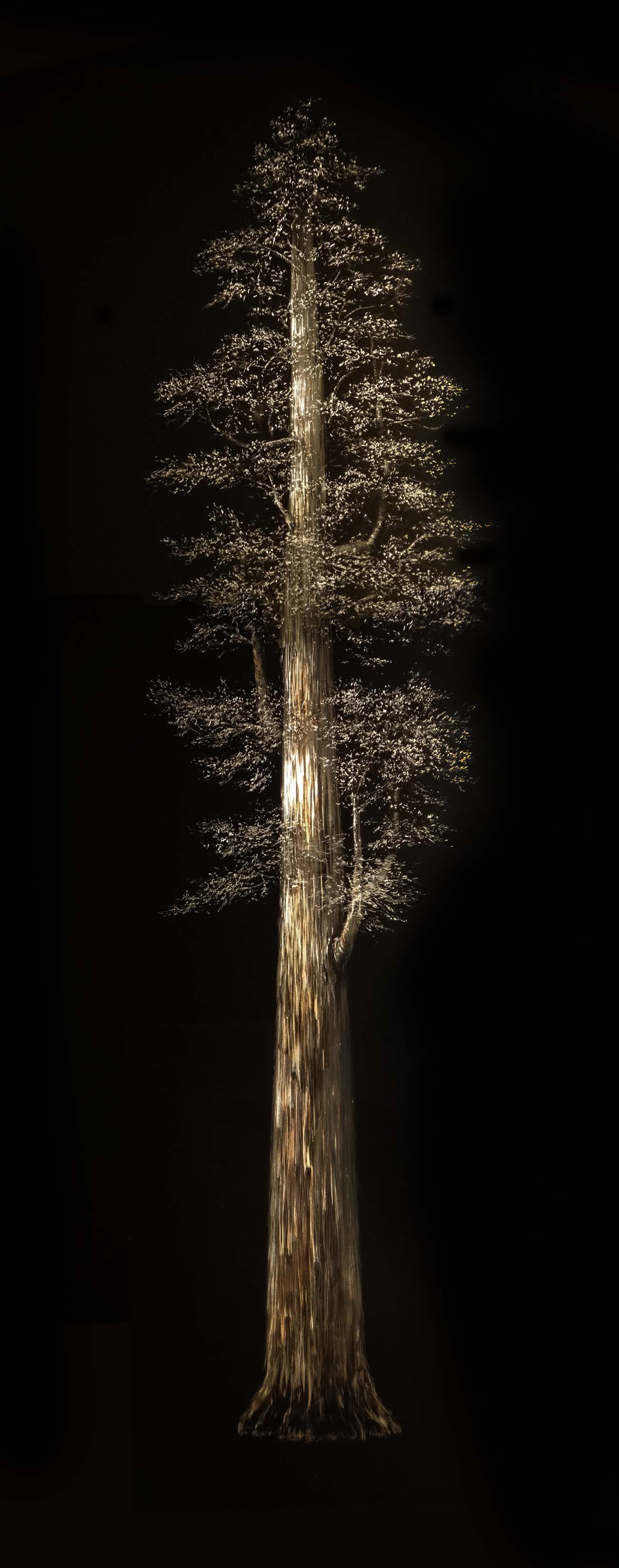 Mitchell Lonas Redwood Tree II on metal