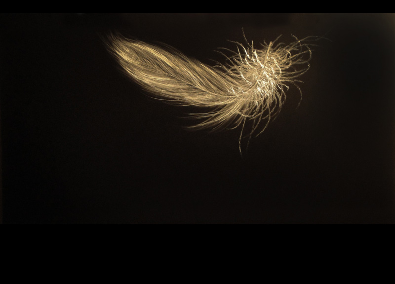 mitchell-lonas-feathers002