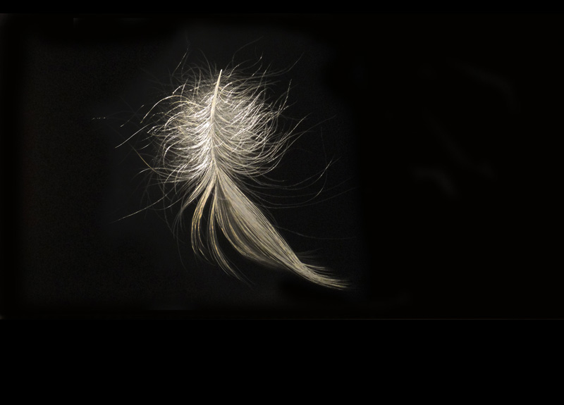 mitchell-lonas-feathers004
